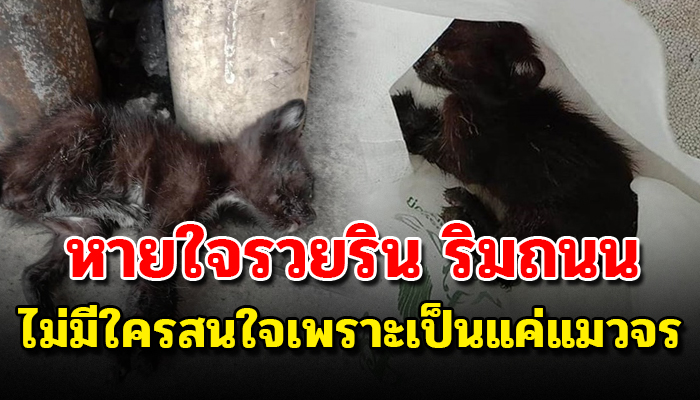 นอนตัวสั่นหายใจรวยรินท่ามกลางสายฝนอยู่ที่ข้างถนน ไร้คนสนใจเพราะเป็นแมวจร