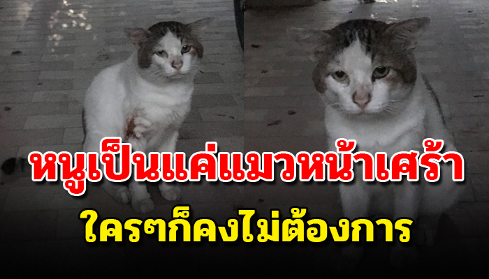 เป็นเพียงแมวจรกับใบหน้าที่เศร้าๆ กับเนื้อตัวที่ผ่านศึกมาหนักขอเพียงความอบอุ่น