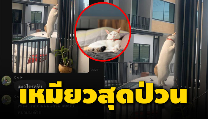 หนุ่มขอขมายกใหญ่ หลังเหมียวสุดป่วนแอบย่องตะบปหน้าหมาไซบีเรียน หยามถึงหน้าบ้าน