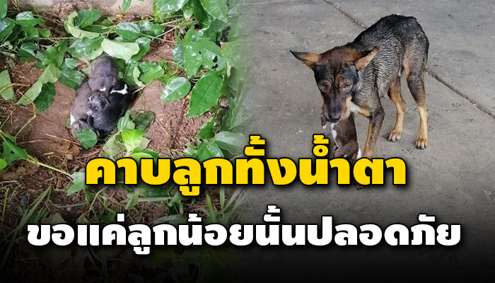 ชีวิตของแม่ต้องคาบลูกวิ่งหนี หลังมีคนคอยขับไล่กระเสือกกระสนดิ้นรนขอให้ลูกอยู่รอด