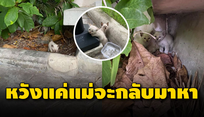 ถูกเขาเอามาปล่อยไว้พร้อมกับถ้วยใส่น้ำเปล่ากลัวจนตัวสั่นด้วยหวังว่าแม่จ๋าจะกลับมา