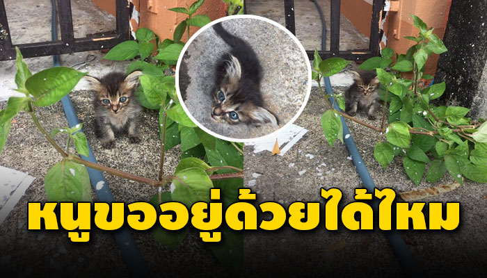 ลูกแมวพี่น้องโดนทิ้งจ้องมองคนที่ผ่านไปผ่านมา อยากไปอยู่ด้วยหวังแค่อยากมีบ้านอยู่