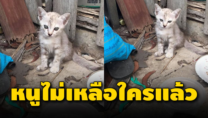 นั่งตาละห้อยคอยเฝ้าหา เพราะเหลือตัวลำพังด้วยคิดถึง หลังจากที่พี่น้องโดนพรากไป