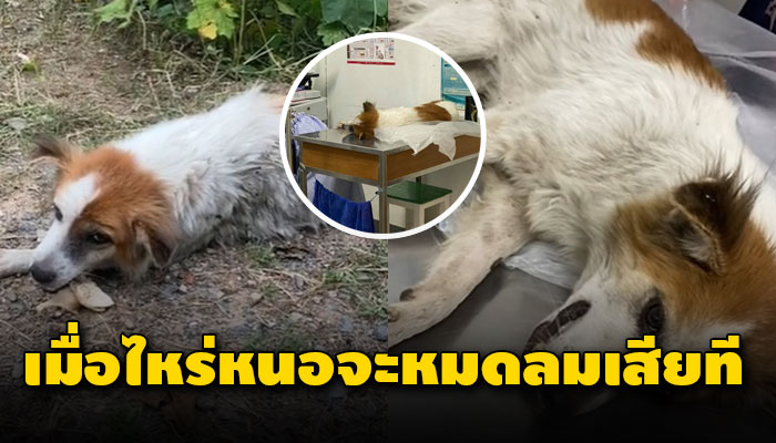 จากที่เคยมีเจ้าของ แต่ต้องนอนรอให้สิ้นลมด้วยใจที่อ่อนล้า เมื่อไหร่หมดลมเสียที