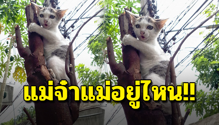 วิ่งหนีสุดกำลังที่มีปีนขึ้นต้นไม้ ส่งเสียงร้องเรียกแม่จ๋าโดยไม่รู้ว่าถูกนำปล่อย