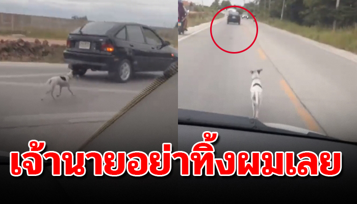 อย่าทิ้งผมเลย เจ้าตูบวิ่งตามสุดแรงด้วยหวัง ว่าเจ้าของจะเปลี่ยนใจลงกลับมารับ