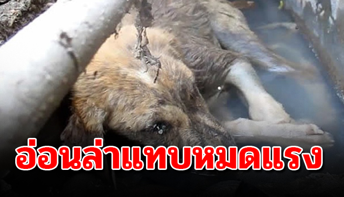 เจ้าตูบส่งเสียงร้องครวญคราง จากท่อระบายน้ำไร้แม้เรี่ยวแรงยกหัวพ้นน้ำเน่า