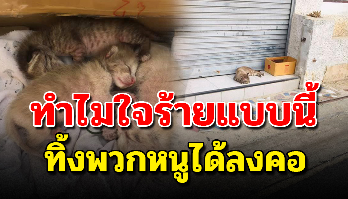 เพิ่งเกิดมาได้ไม่นาน ก็ถูกคนที่ไม่ชอบแมวเอามาทิ้ง ทำเหมือนน้องๆไม่มีหัวใจ