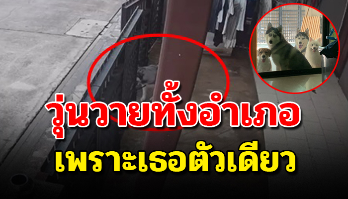 ป่วนกันทั้งบ้าน เพราะไซตัวเดียวหลังแอบเปิดประตูแง้มให้เหล่าแก๊งหมาออกไปวิ่งเล่น