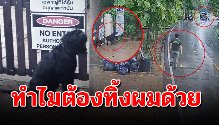ตูบนั่งคอตกท่ามกลางฝน หลังเจ้านายเดินจูงแล้วมามัดที่ประตูบ้านแล้วเดินจากไป