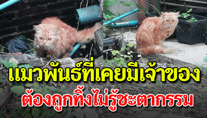 แมวพันธ์แอบอาศัยในท่อระบายน้ำ ก่อนเคยมีเจ้าของแต่ถูกทิ้ง ตอนนีไม่รู้จักวิธีหากิน