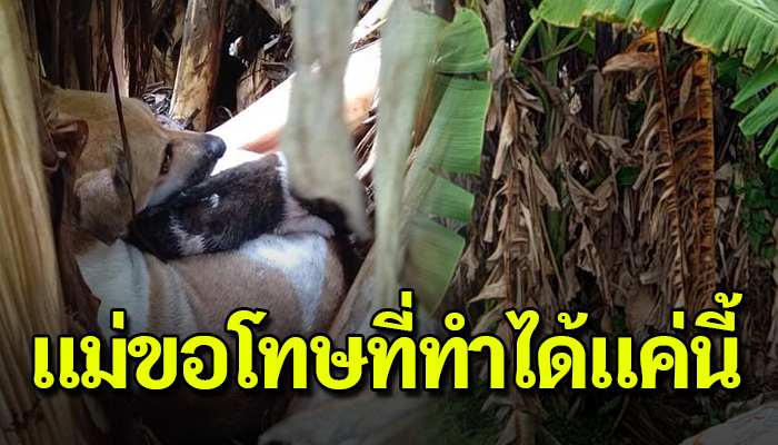 แม่สุนัขกอดลูกน้อยไว้ อยู่ในดงกล้วย มีดงกล้วยบรรเทากำบังฝน โดยไม่มีใครสนใจ