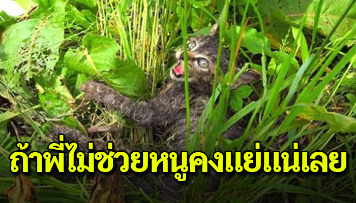 ร้องสุดเสียงหาให้ใครสักคนช่วย หลังขยับตัวไม่ได้ เพราะติดกาวดักหนูในทุ่งนา