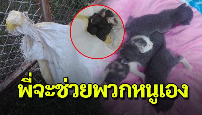 หนุ่มแคะเงินนกระเป๋าไปซื้อนมแพะ เมื่อได้พบลูกแมวทุกทิ้งแม้ตายังไม่ทันได้ลืม