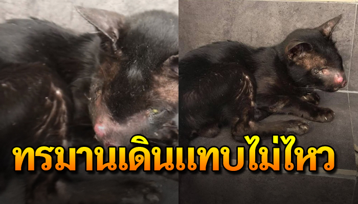 เจ้าเหมียวตาไม่มีหนึ่งข้างสภาพผอมโซ ส่งเสียงร้องเรียกหวังขอความเมตตาจากมนุษย์