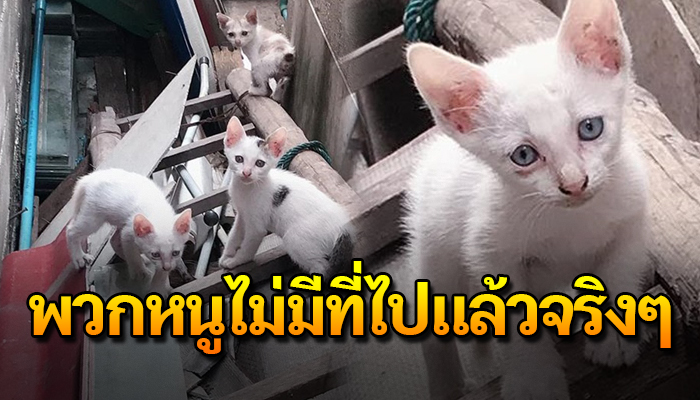 ได้แต่หลบฝนหลบแดดอยู่ที่ข้างบ้านเขา แต่เจ้าของบ้านเขาไม่ทนเขาจะส่งไปที่อื่น