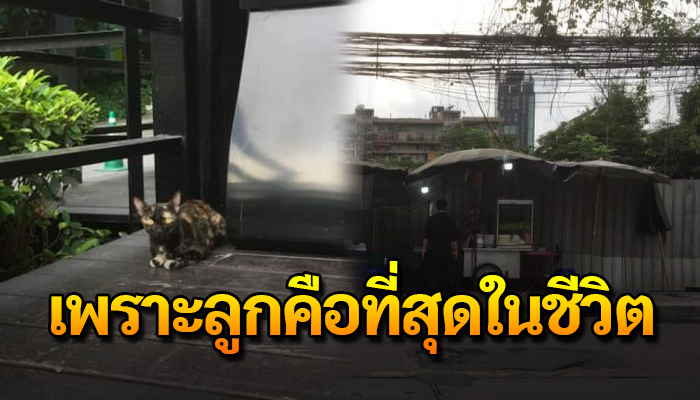 แม่แมวออกลูกใต้ถุนร้าน วิ่งข้ามถนนไปมาหาอาหารสำรอกให้ลูกได้อิ่ม