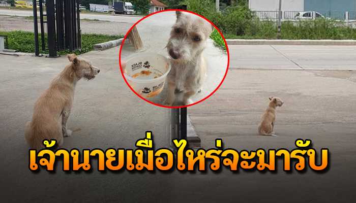 เจ้าตูบหลงกับเจ้าของ นั่งเฝ้ามานานนับอาทิย์ด้วยใจหว้งว่าจะเจอเจ้าของกลับมารับ