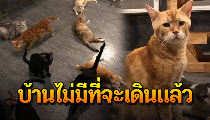 ทาสแมวของจริง ยินดีรับแมวเลี้ยง ใครเลี้ยงไม่ไหวก็ยินดีช่วย จนบ้านไม่มีที่จะเดิน