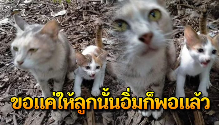 แม่เหมียวตากฝนเพราะลูกร้องหิว ต้องแบกหน้าส่งเศร้าแววตาขอมนุษย์ช่วยเหลือ