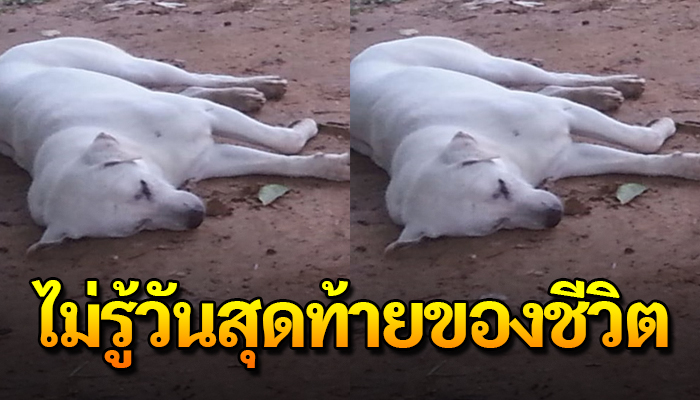 ลาก่อนนะเจ้าโค้ก ขนาดถนนในหมู่บ้านเขายังไม่เว้น จิตใจทำด้วยอะไร