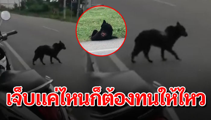 หมาแก่หอบสังขารเร่ร่อน นอนตากฝนตากแดดอยู่ที่ข้างถนน ไร้คนสนใจใครจะคิดช่วย