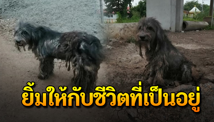 เดินเร่ร่อน ไร้ที่พักพิง กับสภาพสุดเวทนาด้วยตัวน้้นเป็นเพียงจรเลือกอะไรไม่ได้