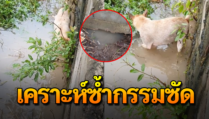 ช้ำสุดระทมงมหาลูกน้อยด้วยตัวเลือกเกิดมาไม่ได้ เคราะห์ซ้ำกรรมซัดสุดๆ