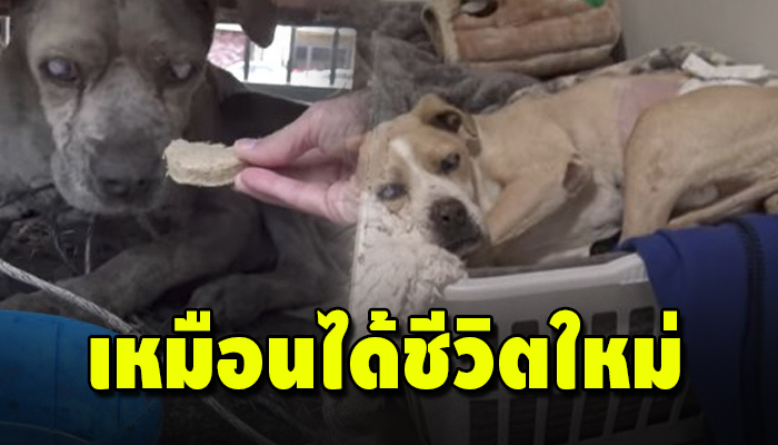 ชีวิตใหม่ของเจ้าตูบไร้บ้านหลังได้ที่อยู่ใหม่ ไม่ต้องนอนใต้ที่เก็บของเก่าอีกต่อไป