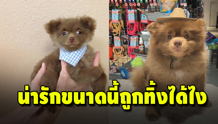 เรื่องราวชีวิตสุดดราม่าของเจ้าปอมถูกทิ้ง