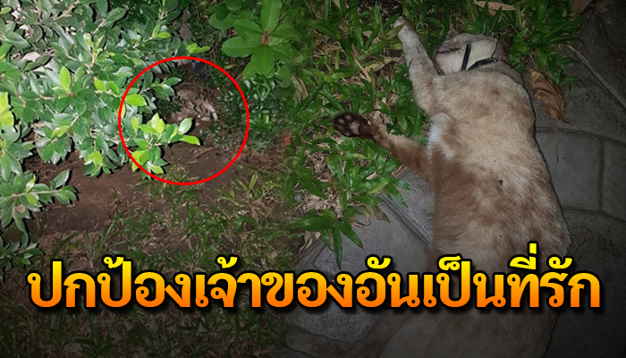 เจ้าเหมียว เอาตัวเข้าแลกเพื่อปกป้องเจ้าของอันเป็นที่รัก แม้แลกด้วยชีวิต