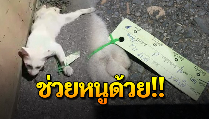 เจ้าเหมียวตกจากรถถูกทับ ที่ตัวจักมีป้ายห้อยแขวนติดบอกชื่อไว้ คลานขอความช่วยเหลือ