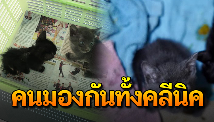 หนุ่มพาแมวจรที่ช่วยชีวิตไว้ไปหาหมอ พอหมอประกาศชื่อแมวคนกลับมองมาหาเขาทั้งคลีนิค