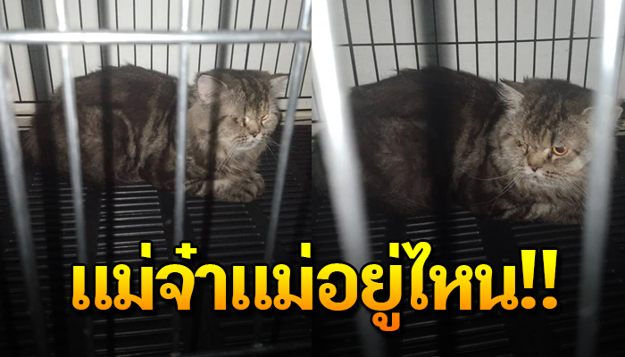 เหมียวร้องสุดเสียงเรียกหาเจ้าของ โดยไม่รู้ว่าเจ้าของจากไปแล้วจะไม่มีวันกลับมา