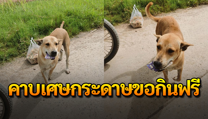 เจ้าตูบเป็นจรเลือกเกิดไม่ได้ เดินออดอ้อนคาบกระดาษแลกข้าวกิน