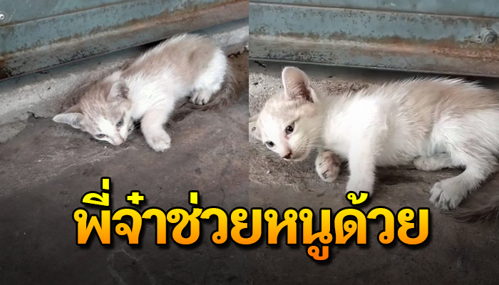 นอนแน่นิ่งหายใจรวยรินแม้จะฝืน เมื่อเขาชนไม่แม้ลงมาดู เพียงเพราะเป็นแมวจร