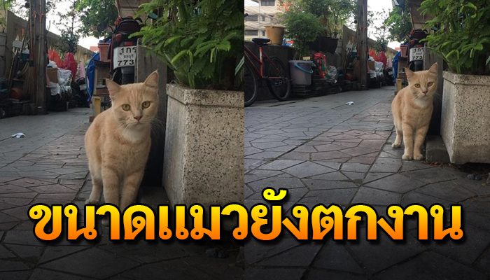 แมวยังตกงาน หลังเจ้าของแบกรับไม่ไหวจน เจ้าแมวถูกเลิกจ้างต้องมาเดินเล่นข้างถนน
