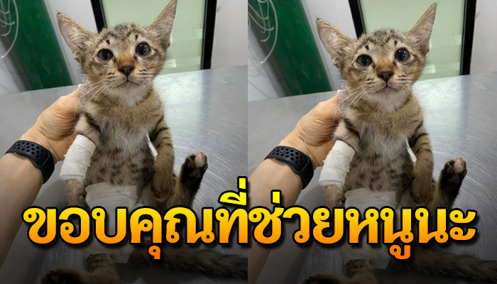 ตกจากรถกลางถนน กระเสือกกระสนจนเกือบถูกรถชนแต่โชคดีมีคนเตะจนรอดชีวิต