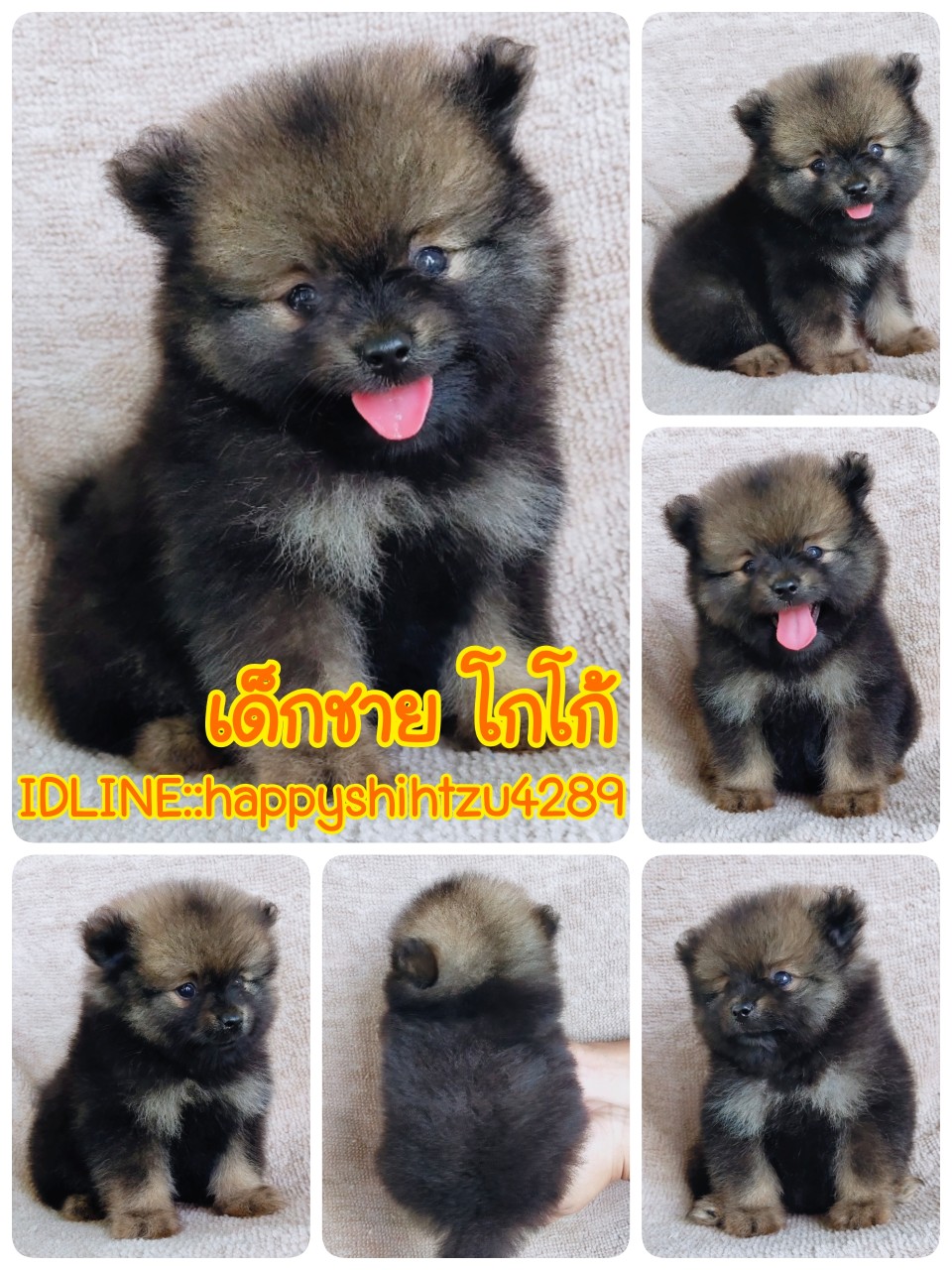 ปอมแท้ idline:happyshihtzu4289