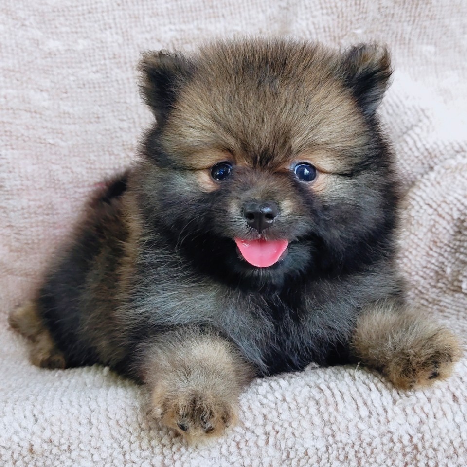 ปอมแท้ idline:happyshihtzu4289