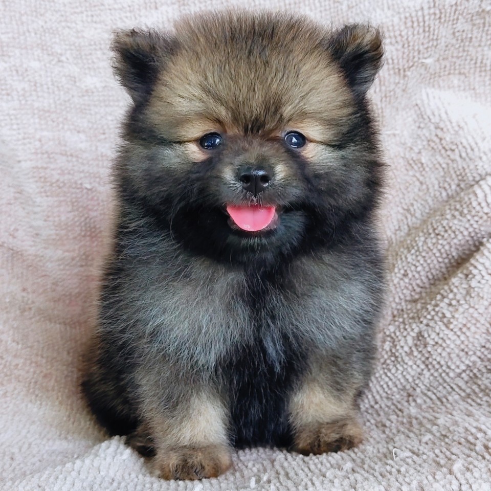 ปอมแท้ idline:happyshihtzu4289