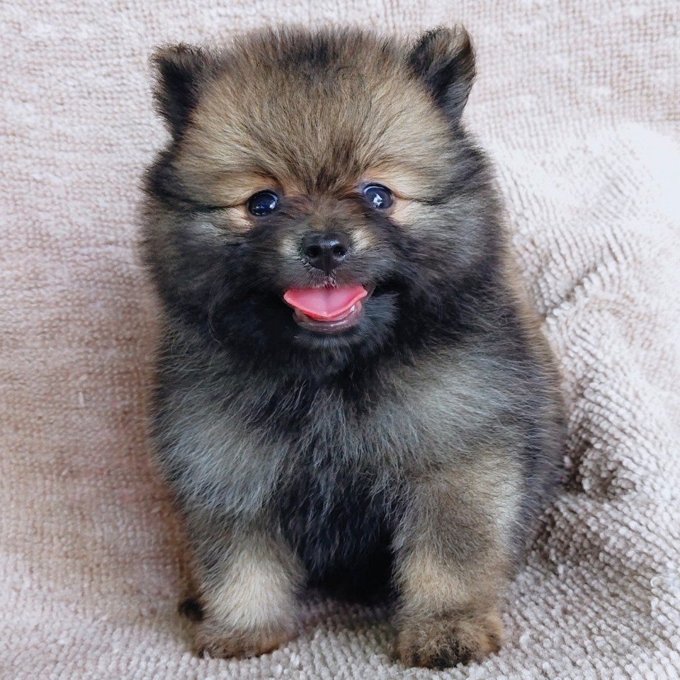 ปอมแท้ idline:happyshihtzu4289