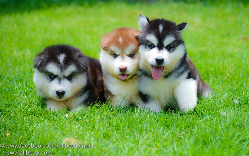 หยุดเสี่ยงกับไซบีเรียนฮัสกี้ ไม่ได้คุณภาพ Allbest kennel ให้เราดูแลคุณสิครับ