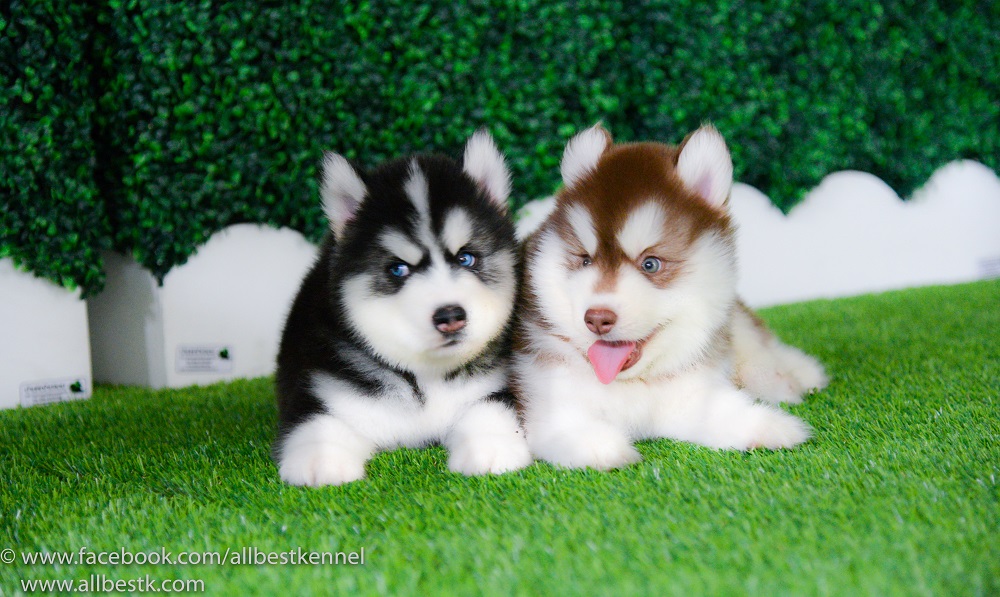 หยุดเสี่ยงกับไซบีเรียนฮัสกี้ ไม่ได้คุณภาพ Allbest kennel ให้เราดูแลคุณสิครับ