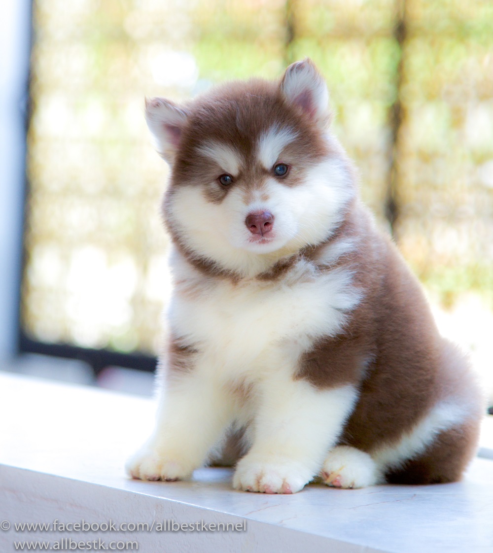 หยุดเสี่ยงกับไซบีเรียนฮัสกี้ ไม่ได้คุณภาพ Allbest kennel ให้เราดูแลคุณสิครับ