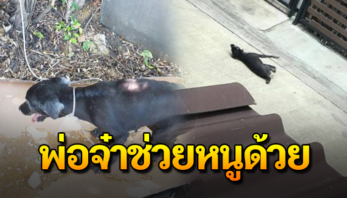 เจ้าตูบส่งเสียงร้องจนเป็นลมกลางถนน หลังพลัดหลงไม่ตัวว่าตนอยู่หนไหน