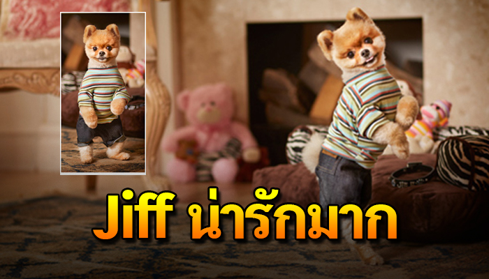 Jiff ปอมเมอเรเนียน น่ารักมาก มาชมความน่ารักกัน