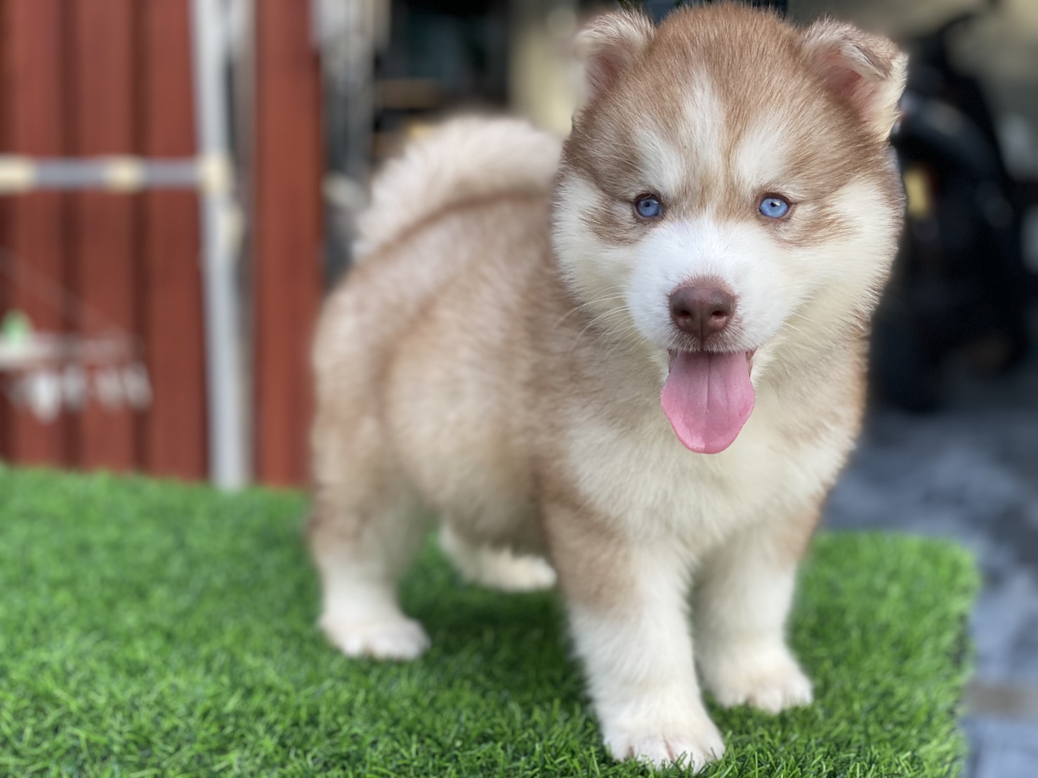 #ไซบีเรียนวู้ดลี่โค้ด 🐶