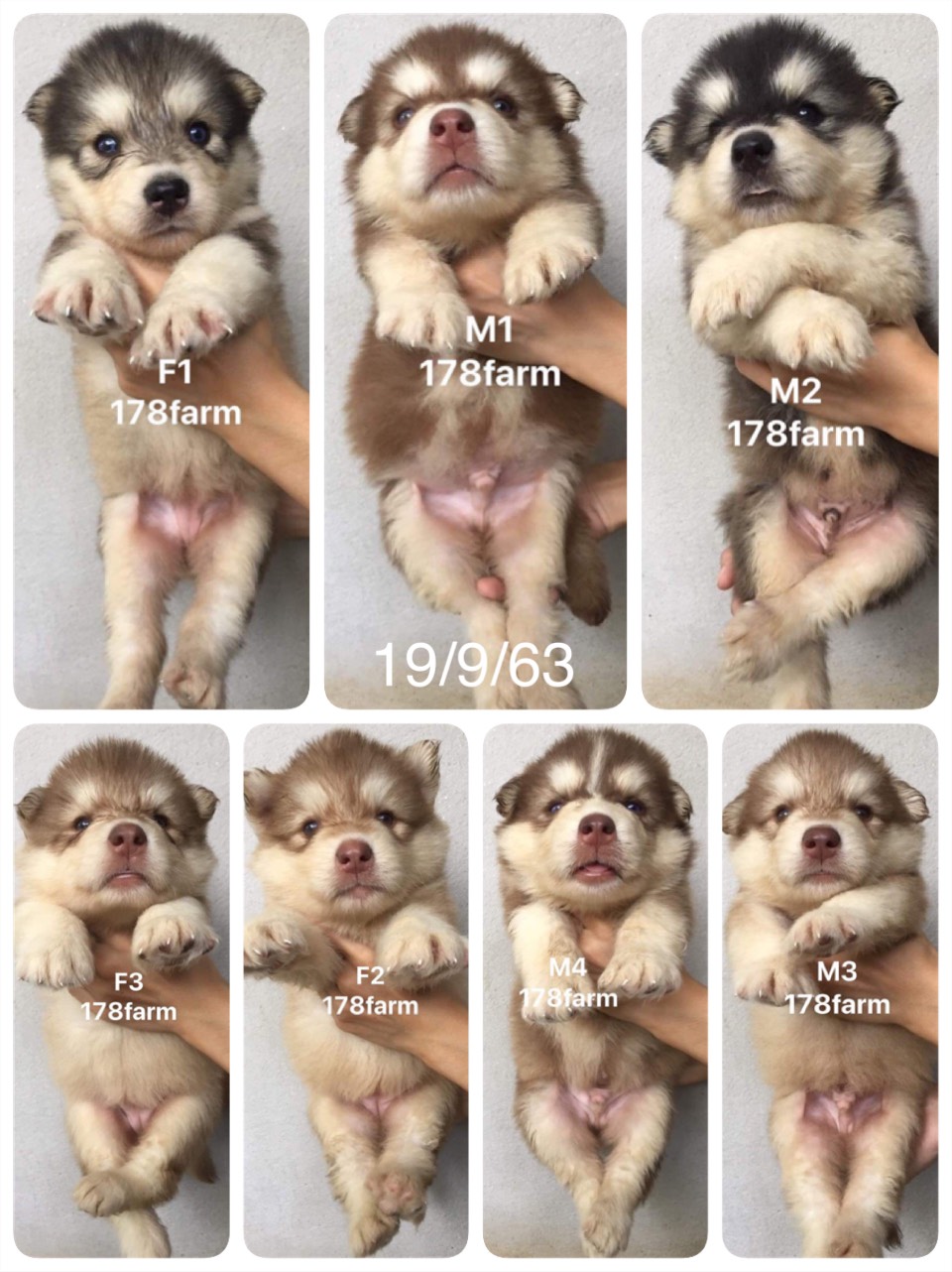#ไซบีเรียนวู้ดลี่โค้ด 🐶