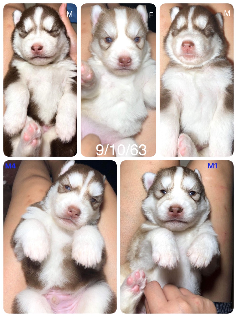 #ไซบีเรียนวู้ดลี่โค้ด 🐶